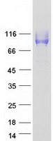 protp32942 icam3 human recombinant protein