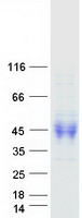 Coomassie blue staining of purified TNFSF8 protein