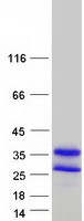 protp33316 dut human recombinant protein