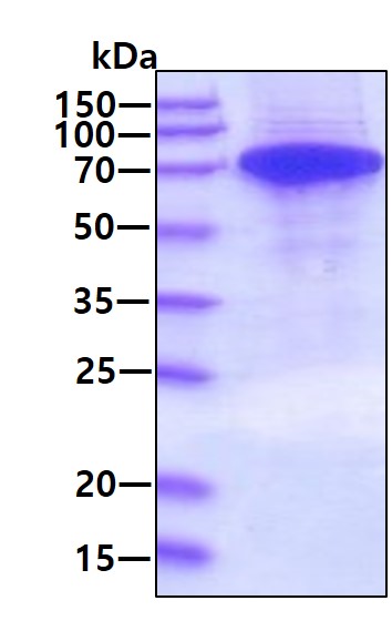 3ug by SDS-PAGE under reducing condition and visualized by coomassie blue stain