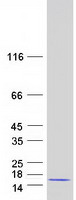 protp33552 cks2 human recombinant protein