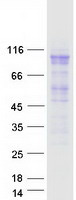 Coomassie blue staining of purified MCM4 protein