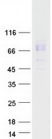 protp34925 ryk human recombinant protein