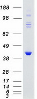 protp34947 grk5 human recombinant protein