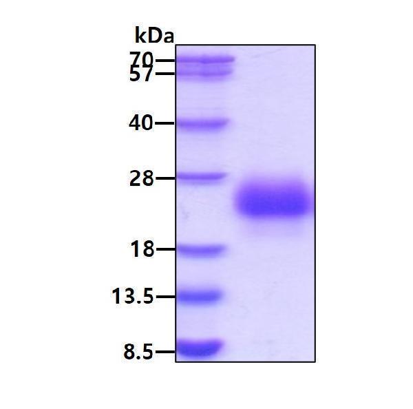 3ug by SDS-PAGE under reducing condition and visualized by coomassie blue stain