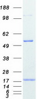 protp35080 profilin 2 pfn2 human recombinant protein