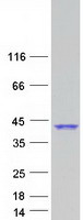 protp35219 ca8 human recombinant protein