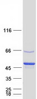 protp35236 ptpn7 human recombinant protein