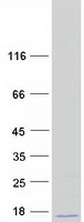 protp35544 fau human recombinant protein