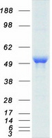 Coomassie blue staining of purified GCK protein