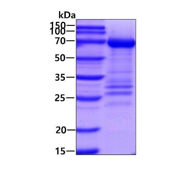 3ug by SDS-PAGE under reducing condition and visualized by coomassie blue stain