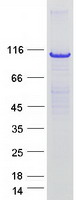 protp35611 alpha adducin add1 human recombinant protein