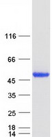 protp35813 ppm1a human recombinant protein