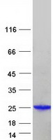 protp36404 arl2 human recombinant protein