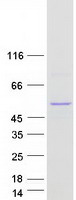 protp36537 ugt2b10 human recombinant protein