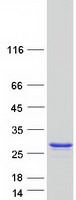 Coomassie blue staining of purified NUDT1 protein