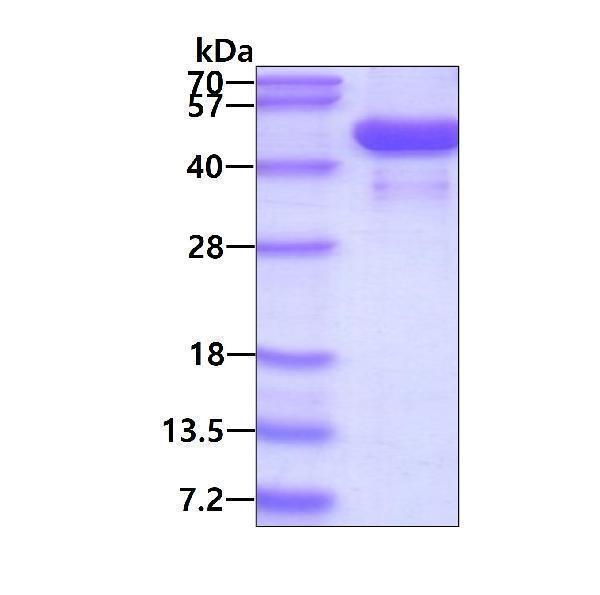 3ug by SDS-PAGE under reducing condition and visualized by coomassie blue stain