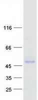 Coomassie blue staining of purified SERPINF1 protein