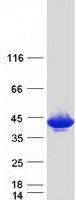 protp36959 gmpr1 gmpr human recombinant protein
