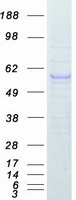 Coomassie blue staining of purified PPARG protein