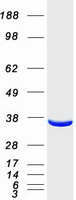Coomassie blue staining of purified TALDO1 protein