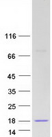 protp37840 alpha synuclein snca human recombinant protein