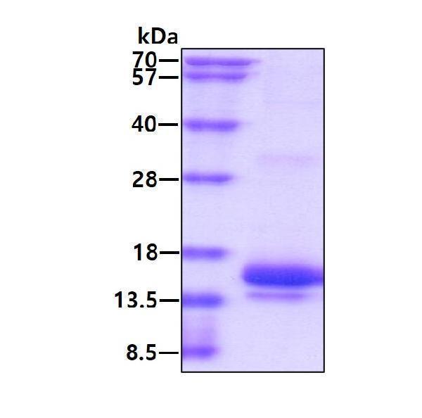 3ug by SDS-PAGE under reducing condition and visualized by coomassie blue stain