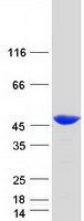 protp40121 capg human recombinant protein