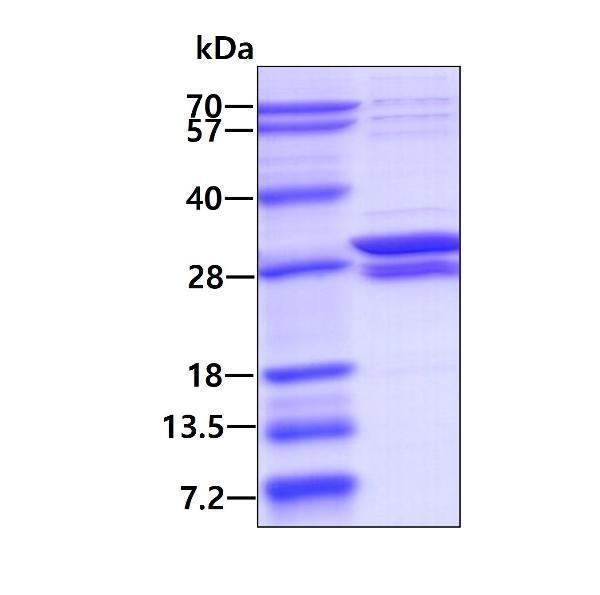 3ug by SDS-PAGE under reducing condition and visualized by coomassie blue stain