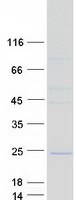 protp40616 arl 1 arl1 human recombinant protein