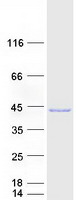 protp40855 pex19 human recombinant protein