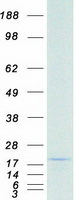Coomassie blue staining of purified LEP protein