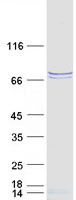 protp41214 eif2d human recombinant protein