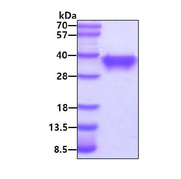 3ug by SDS-PAGE under reducing condition and visualized by coomassie blue stain