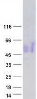 Coomassie blue staining of purified CD200 protein