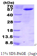 3ug by SDS-PAGE under reducing condition and visualized by coomassie blue stain