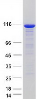 protp41226 ube1l uba7 human recombinant protein