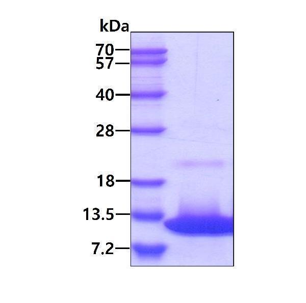 3ug by SDS-PAGE under reducing condition and visualized by coomassie blue stain