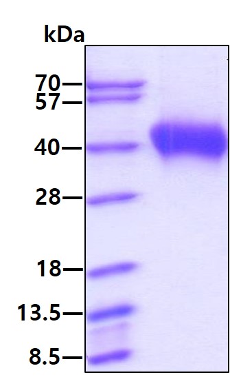 3ug by SDS-PAGE under reducing condition and visualized by coomassie blue stain