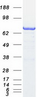 Coomassie blue staining of purified ARHGAP25 protein