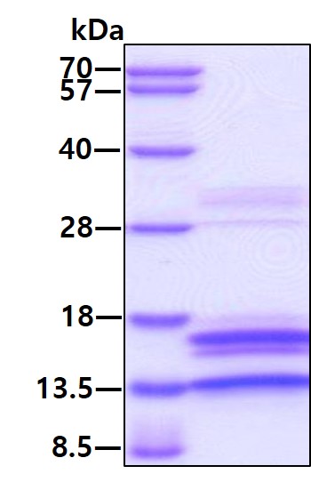 protp42574 sdspage human caspase 3 recombinant protein