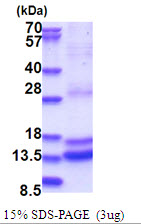 3ug by SDS-PAGE under reducing condition and visualized by coomassie blue stain