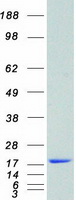 protp42773 p18 ink4c cdkn2c human recombinant protein