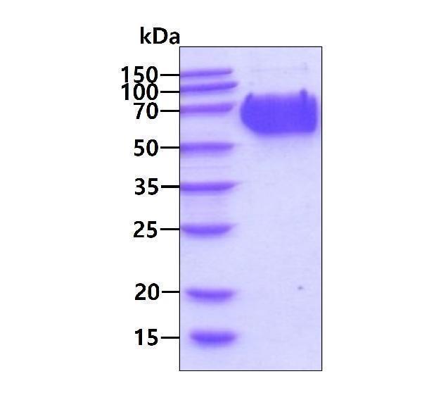 3ug by SDS-PAGE under reducing condition and visualized by coomassie blue stain