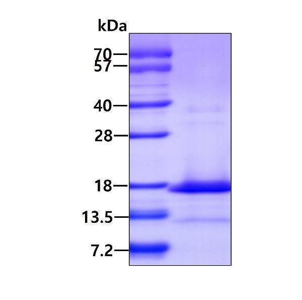 3ug by SDS-PAGE under reducing condition and visualized by coomassie blue stain