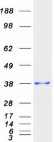 protp43307 trap alpha ssr1 human recombinant protein