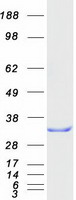 protp43487 ranbp1 human recombinant protein