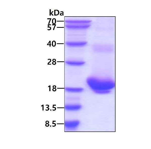 3ug by SDS-PAGE under reducing condition and visualized by coomassie blue stain