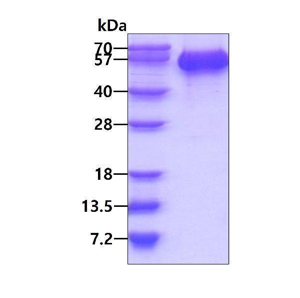 3ug by SDS-PAGE under reducing condition and visualized by coomassie blue stain