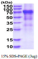 3ug by SDS-PAGE under reducing condition and visualized by coomassie blue stain.